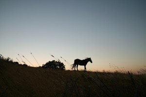 Силуэт лошади на фоне заката